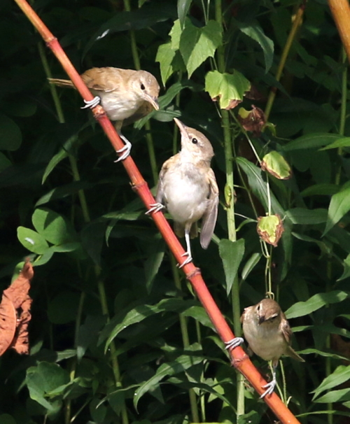 オオヨシキリの幼鳥_d0262476_442398.jpg