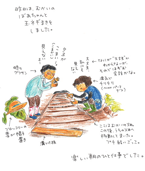 玉ネギ播き_f0236291_6215724.gif