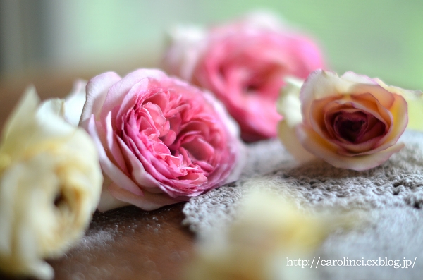 我が家の薔薇のドライフラワー　　Dried Flower of My Garden Rose_d0025294_2153852.jpg