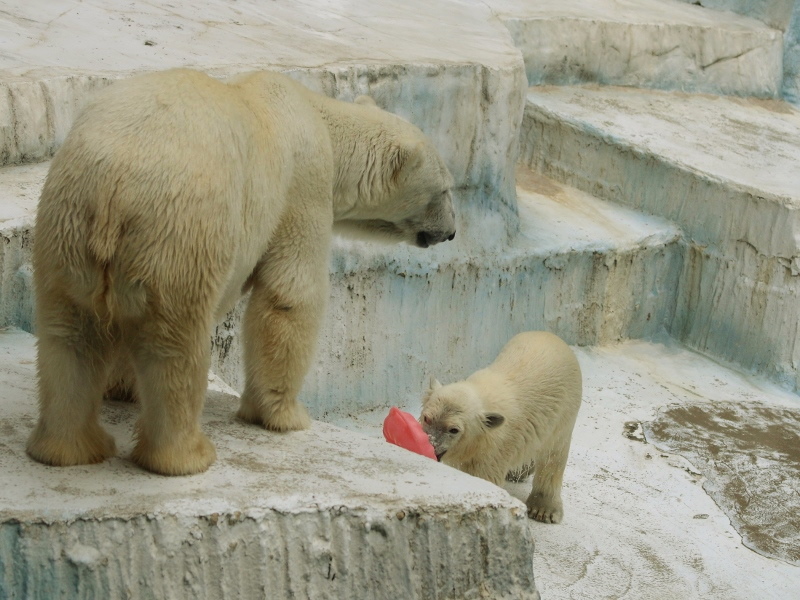 天王寺の子供シロクマ : レサパン日和
