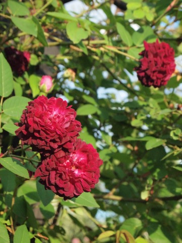 ふふふふふふ♪また来ると言ったら、必ず来るのよぉ～♪･････北海道その９_b0331802_13423132.jpg
