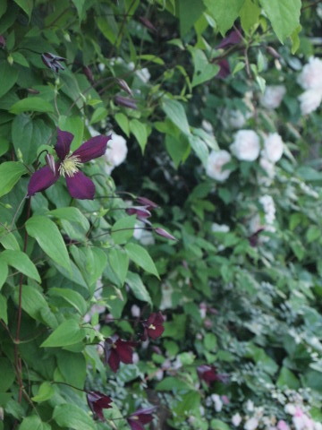 ふふふふふふ♪また来ると言ったら、必ず来るのよぉ～♪･････北海道その９_b0331802_13451695.jpg