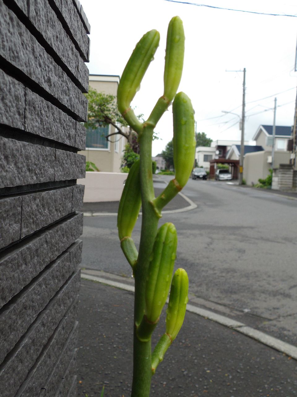 雨上がりの朝_c0025115_213737100.jpg