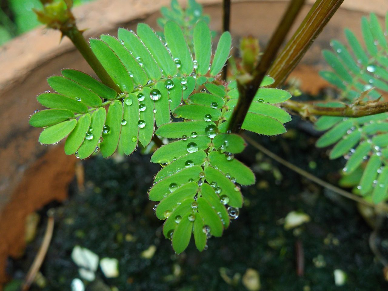 雨上がりの朝_c0025115_21513055.jpg