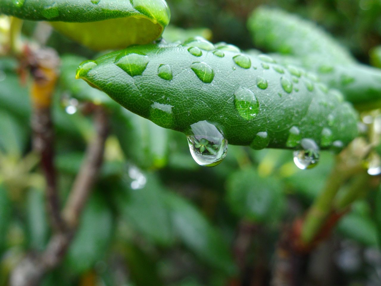 雨上がりの朝_c0025115_21561344.jpg