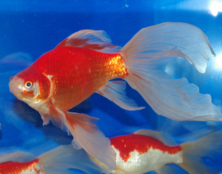 原石鼎俳句鑑賞・平成27年7月 草深昌子のページ