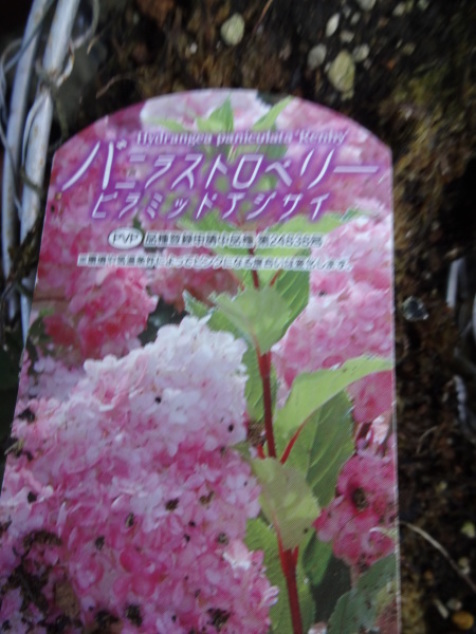 バニラストロベリーピラミッドアジサイ がちゃぴん秀子の日記 バニラストロベリーピラミッドアジサイ がちゃぴん秀子の日記