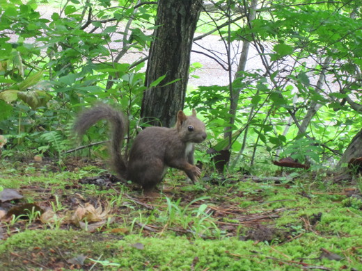 見晴公園　旬なお知らせ_e0145841_16191513.jpg