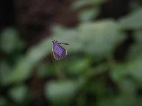 c0045352_2523184.jpg