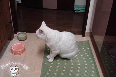 正しいご飯の急かし方_e0031853_11241434.jpg