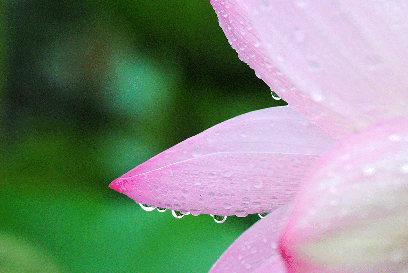 7月19日　雨中の蓮の花_a0001354_2373685.gif