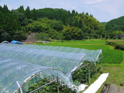 甘熟いちじく 今年も順調に成長中!初出荷は8月中旬です!!_a0254656_17532653.jpg