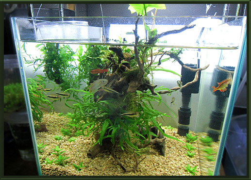 30水槽ph Trial And Error Aquarium 30水槽ph Trial And Error Aquarium