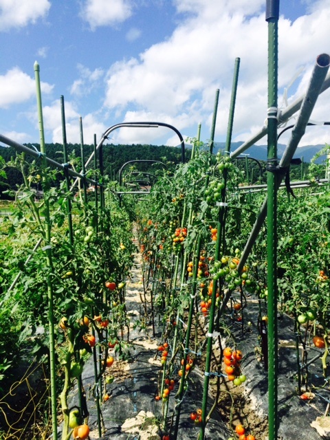 夏野菜収穫とゴーヤ佃煮_f0189867_178399.jpg