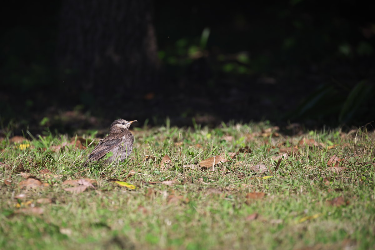 熱暑の中で　ムクドリ（椋鳥）他_a0083081_9482517.jpg