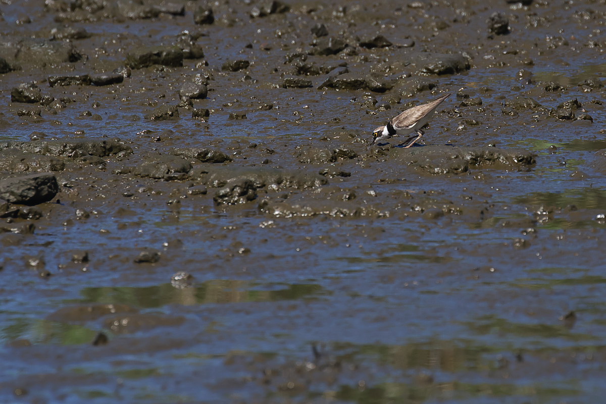 熱暑の中で　ムクドリ（椋鳥）他_a0083081_9535362.jpg