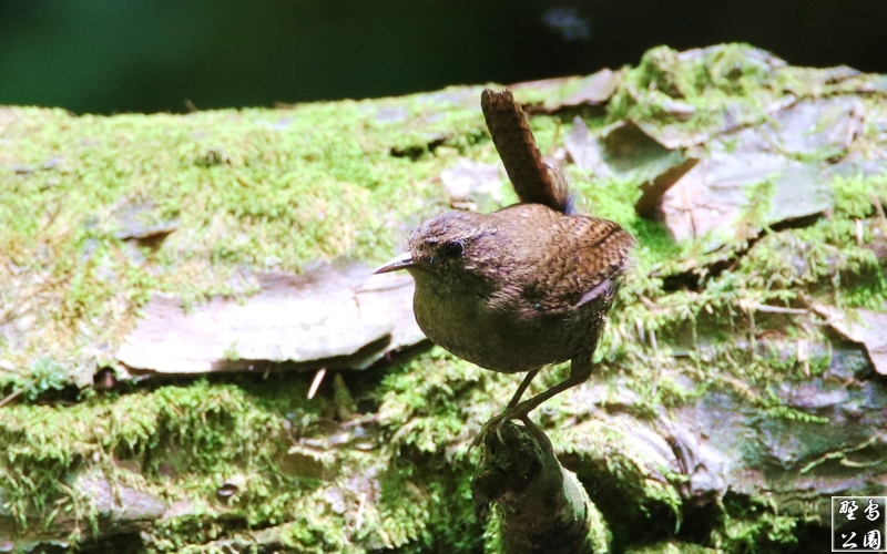 ミソサザイの鳴き声（ビデオ）_c0352582_21300229.jpg