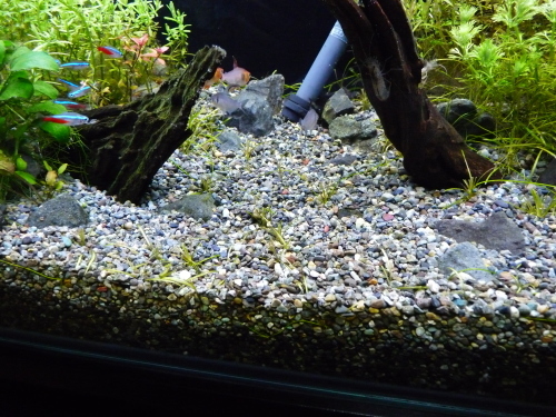 大磯砂水草水槽日記 その３ 育たない前景草と崩壊への足音 ニートのアクアリウム研究所
