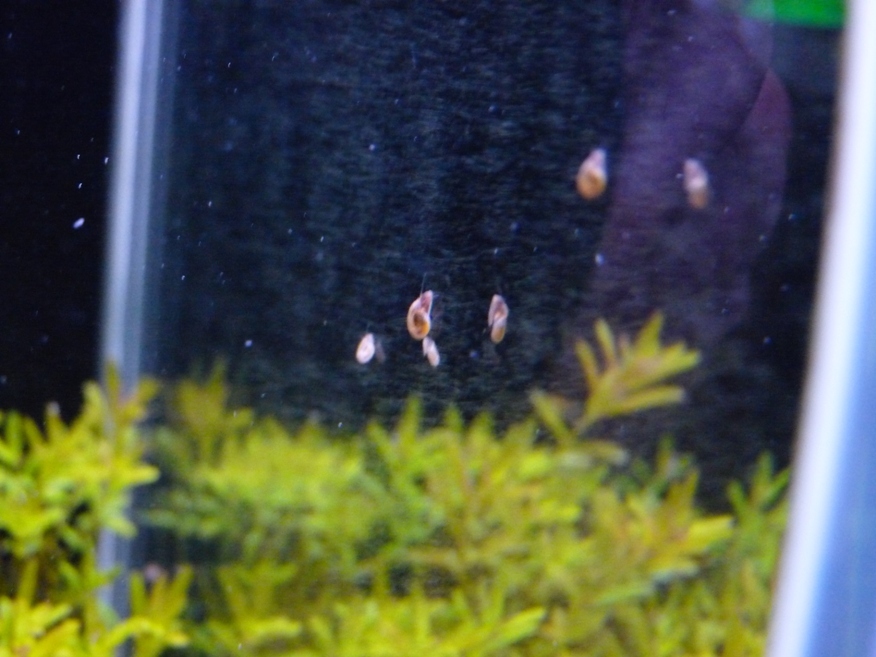 大磯砂水草水槽日記 その３ 育たない前景草と崩壊への足音 ニートのアクアリウム研究所