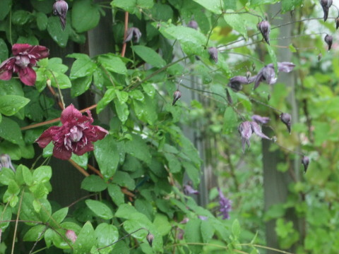 雨にも負けず、食い物の誘惑には負ける･･･････北海道その１０_b0331802_14545642.jpg