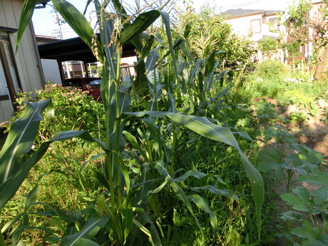 a0203003_22591742.jpg