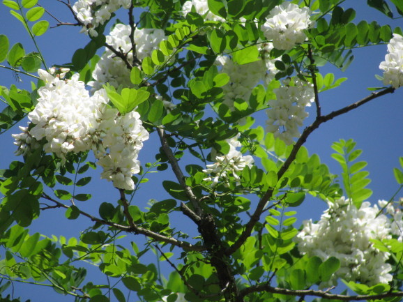 白き花に寄す（mes poèmes sur les fleurs blanches）_c0345705_18283035.jpg