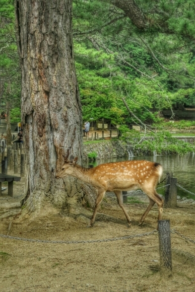 奈良・東大寺～仏のボスに会って来た_d0273510_23410140.jpg