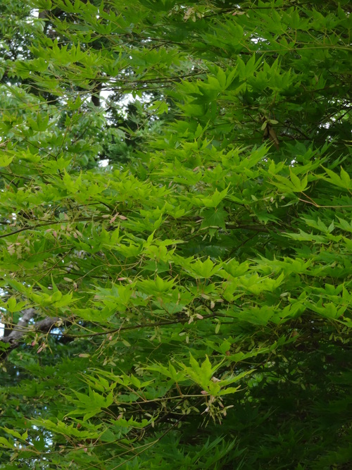 c0279611_1693676.jpg