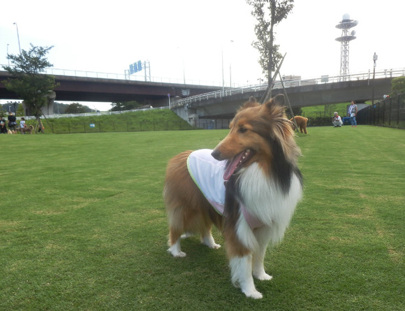 新横浜公園ドッグランに来ました Sasha Of Sheltie Blog