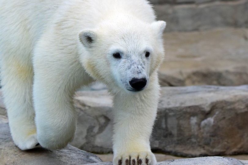 移動先でのホッキョクグマの近況をどう知り、そしてどう伝えるか?　～　エメン、大阪、徳島．．．_a0151913_3462261.jpg