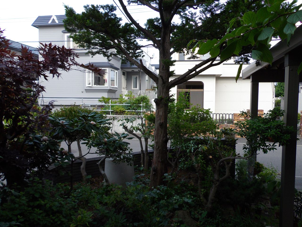 明るくなった庭_c0025115_21123222.jpg