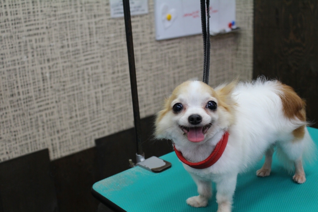 マツエク。_b0130018_21371400.jpg