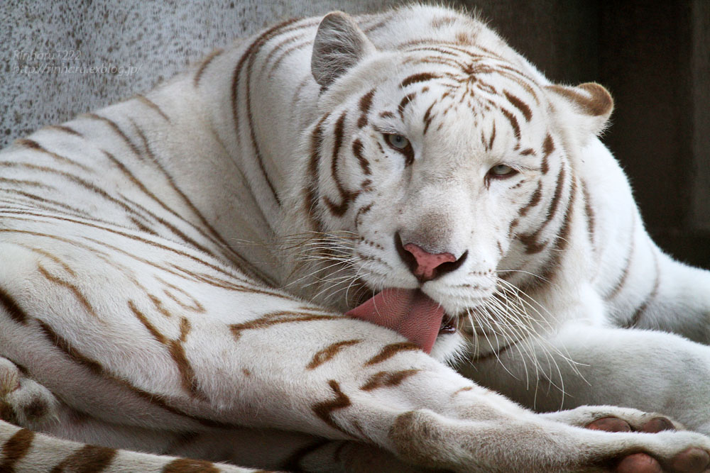 2015.7.20 宇都宮動物園☆ホワイトタイガーのアース【White tiger】_f0250322_2024191.jpg