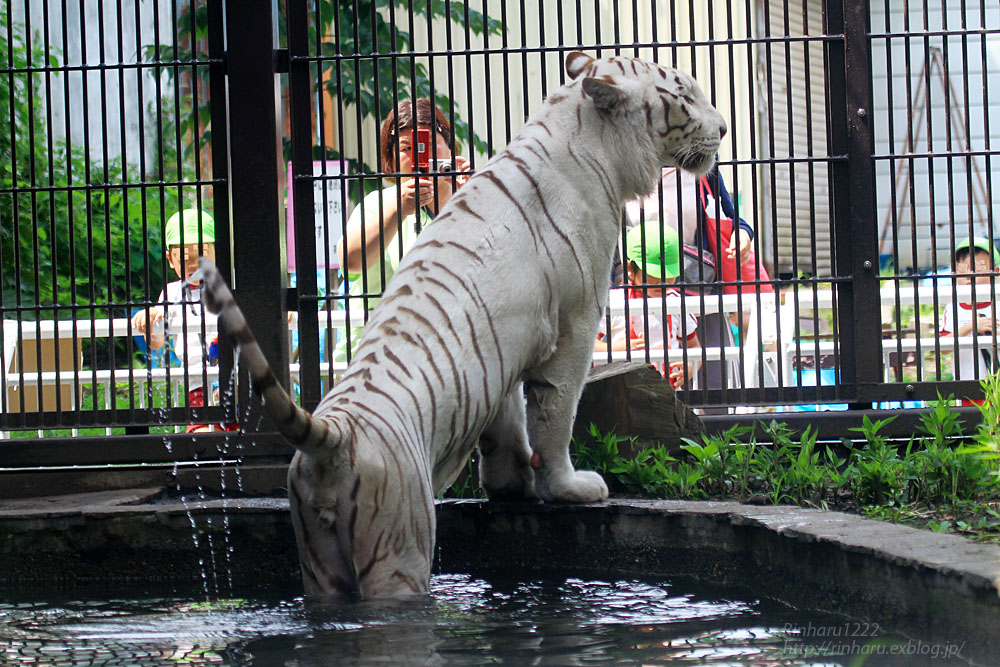 2015.7.20 宇都宮動物園☆ホワイトタイガーのアース【White tiger】_f0250322_20242229.jpg