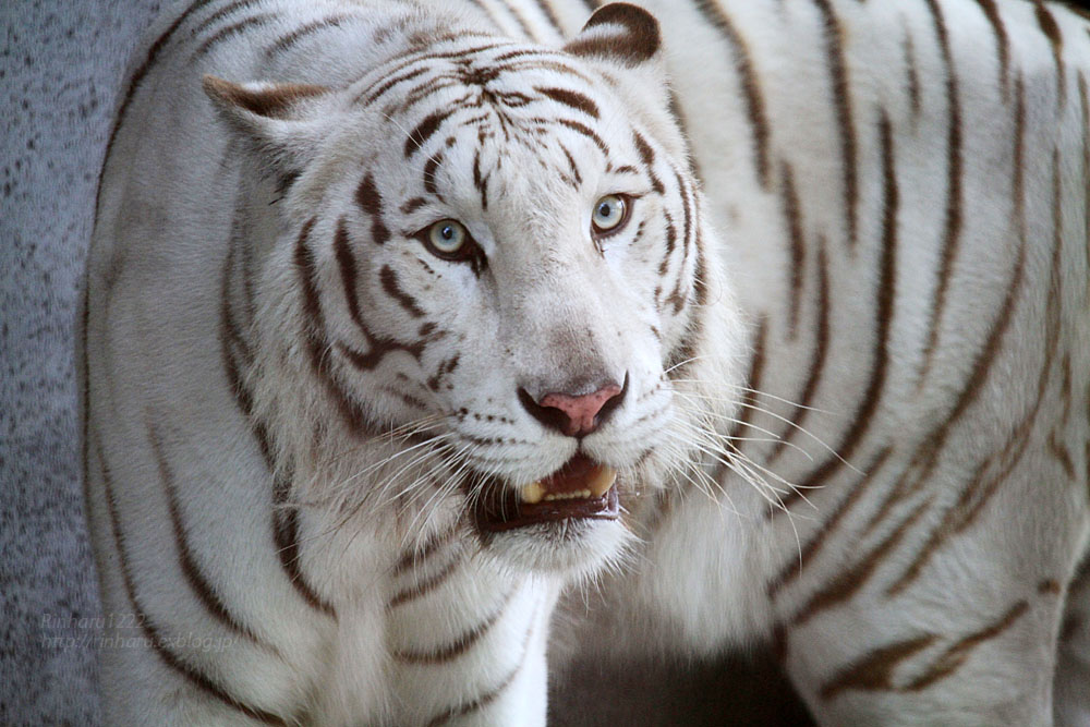 2015.7.20 宇都宮動物園☆ホワイトタイガーのアース【White tiger】_f0250322_20243043.jpg