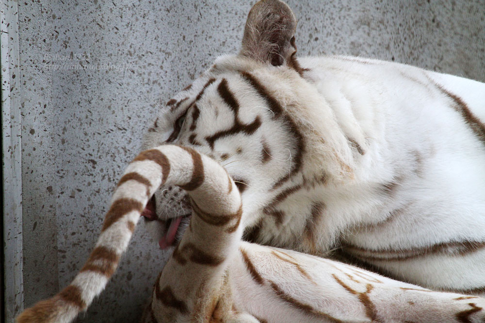 2015.7.20 宇都宮動物園☆ホワイトタイガーのアース【White tiger】_f0250322_2024440.jpg