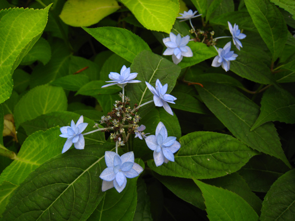 七段花　（ヤマアジサイ）_f0126932_2153319.jpg