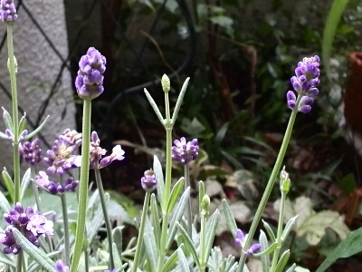 c0348441_21244497.jpg
