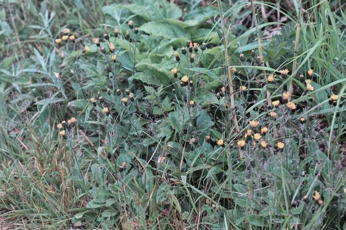 c0008948_2138769.jpg