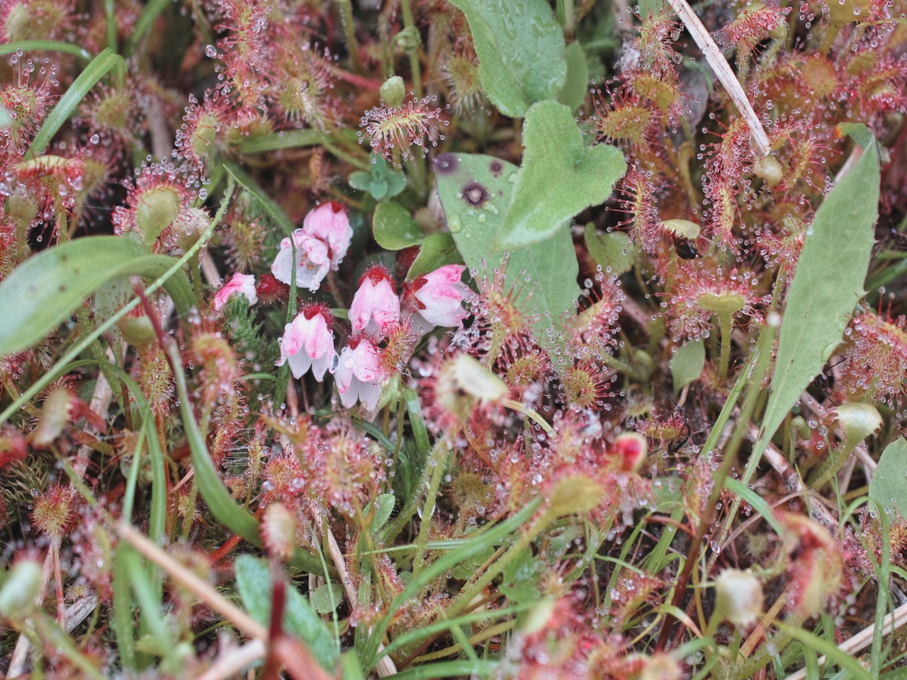 c0008948_21514493.jpg