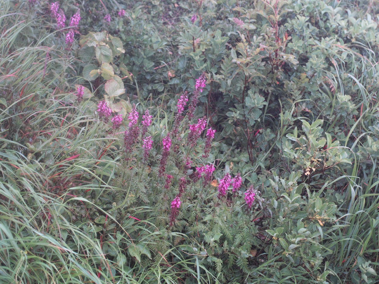 c0008948_21552436.jpg