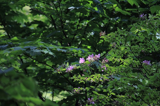 6月の六甲高山植物園の花たち_d0029353_22213399.jpg