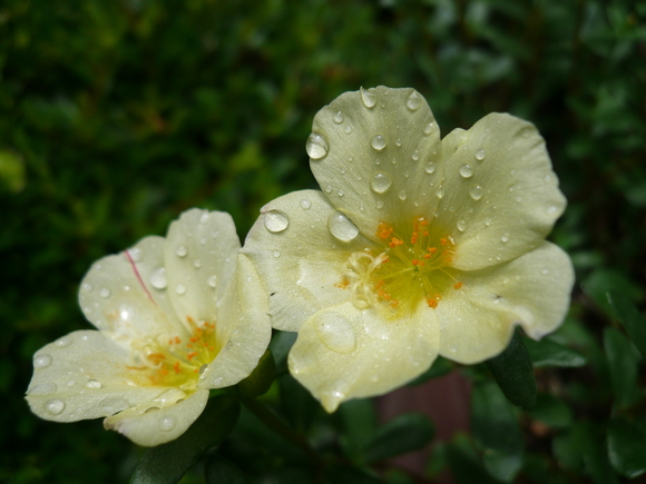 万両の花が咲く中、コンサートへ_c0043055_15392151.jpg