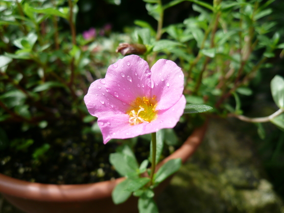 万両の花が咲く中、コンサートへ_c0043055_1539362.jpg