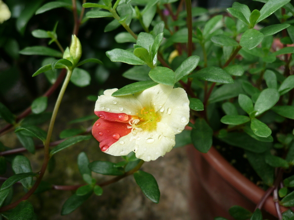 万両の花が咲く中、コンサートへ_c0043055_15395167.jpg