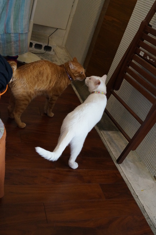 Cafe Yooi (カフェ ヨーイ)の猫たち @池田市・石橋_b0063958_7374874.jpg