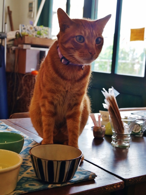 Cafe Yooi (カフェ ヨーイ)の猫たち @池田市・石橋_b0063958_740537.jpg