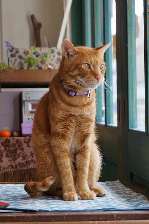 Cafe Yooi (カフェ ヨーイ)の猫たち @池田市・石橋_b0063958_7444212.jpg