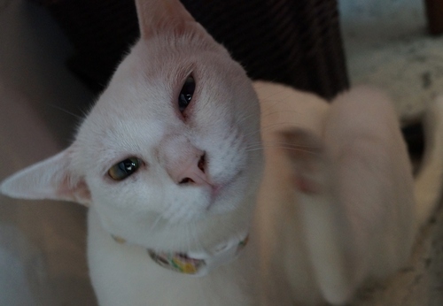 Cafe Yooi (カフェ ヨーイ)の猫たち @池田市・石橋_b0063958_7464391.jpg