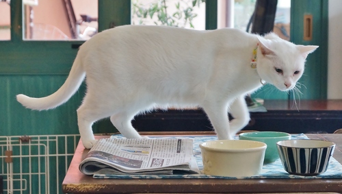 Cafe Yooi (カフェ ヨーイ)の猫たち @池田市・石橋_b0063958_7482646.jpg